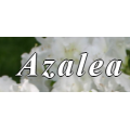 Azalea